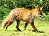 صدای روباه ها Fox Sounds