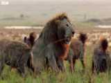 FULL CLIP (with ending) | Dynasties | BBC Earth
