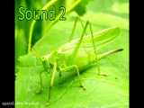 صدای جیرجیرکها Cricket Sounds 3 different sounds