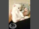 بچه گربه اسکاتیش فولد سفید ۰۹۱۲۶۴۵۶۷۰۵