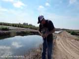 طرز شکار خوردکردن سرخ کردن پختن لاکپشت تهاجمی غولپیکر در رودخانه SUPER FULL HD