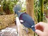 صدای عجیب کبوتر آبی تاجدار