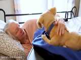 حیوان درمانی با Jennie برای سالمندان مبتلا به زوال عقل