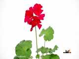 این عنوان را تغییر دهید: قدرت مقدس