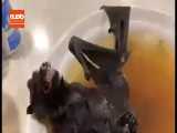 سوپ خفاش در چین، یکی از مظنونین انتقال ویروس کرونا 