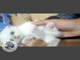بچه گربه اسکاتیش تریپل فولد سفید ۰۹۱۲۶۴۵۶۷۰۵