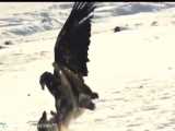 لحظه دیدنی حمله  عقاب به گرگ برفی
