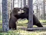 خرس کودیاک بزرگترین جاندار گوشتخوار