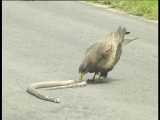 مار مقابل عقاب | کشتن مار توسط عقاب در جاده پارک حیات وحش