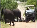 فیل کوچولو عصبانی می شود! | تمرین فیل جوان برای حمله به خودرو گردشگران