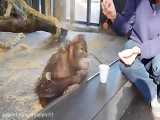 واکنش میمون به شعبده بازی
