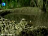 شکار قورباغه در آب توسط سوسک قورباغه خوار (اپومیس)