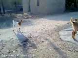 با هوش آمیزید
