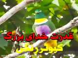 قدرت خدای بزرگ - پرنده عجیب