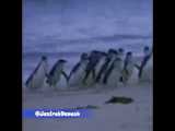 پنگوئن‌های جزیره فیلیپ