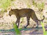 حیات وحش Kgalagadi در آفریقای جنوبی- کیفیت 4K