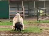 Lama mating with pigs
