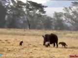 حیات وحش، نبردهای بزرگ از فیل و کرگدن تا شیر و پلنگ