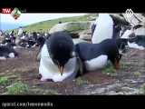 مستند پنگوئن ها