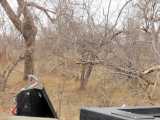 Leopard Cub Hides While HYENA Eats Impala