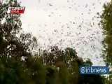 تصاویری از هجوم خفاش ها به شهر اینگهام در شمال کوئینزلند استرالیا