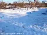 سرسره بازی بر روی برف سگ باهوش