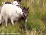 Wolf Pack Meets a Coyote!  مستند چند دقیقه ای از گله گرگ های امریکایی محافظت شده