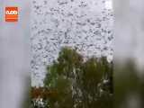 حمله خفاش ها به شهر اینگهام در شمال کوئینزلند استرالیا 