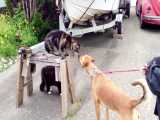 دنیای حیوانات | فراری دادن سگ توسط گربه نترس