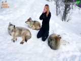 دوستی عجیب و ترسناک دختر نروژی با گرگ ها