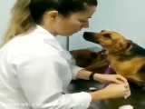 عکس العمل دیدنی سگ هنگام درمان توسط دام پزشک زن