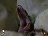 تصاویر شگفت انگیز از مار راک پیتون افریقایی