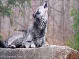 دنیای حیوانات | زوزه گرگ سیاه زیبا