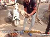 نجات زندگی توله سگ زخمی و زیر گرفته شده توسط ماشین