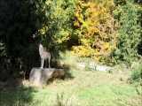 زوزه گرگ های خاکستری کانادایی