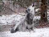 زوزه گرگ سیاه زیبا در بارش برف زمستان