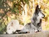 دنیای حیوانات | زوزه همزمان گرگ های خاکستری کانادایی