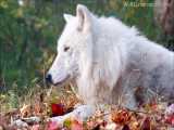 دنیای حیوانات | زوزه زیبای گرگ قطبی