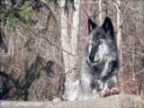 زوزه گرگ سیاه | Black Wolf Howling