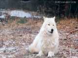 زوزه گرگ خاکستری | Wolf Howls