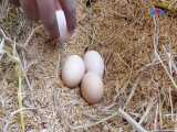 پرورش مرغ-مرغ تخمگذار-جوجه مرغ