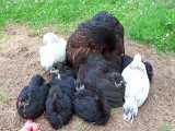 پرورش مرغ کرچ ، پرورش مرغ مادر، پرورش مرغ بومی