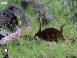 مارمولک برای محافظت از تخم های خود با شکارچیان می جنگد!