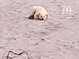 سوء تغذیه وحشتناک در خرس قطبی