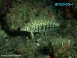 ماهی شن‌نشین استوانه‌ای: Parapercis cylindrica