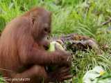 ویدیو جالب و دیدنی از نارگیل خوردن اورانگوتان ها