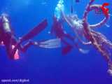 فیلم دلهره آور از لحظه نجات کوسه نهنگ توسط غواصان