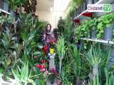 خرید گل و گیاه در تهران، پیشنهاد ویژه روز مادر و روز عشق!
