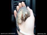 حیوانات خنده‌دار 9