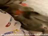 ده حیوان بامزه
